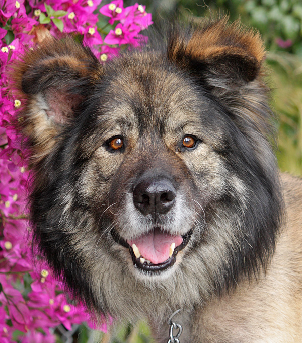 german shepherd lion breed
