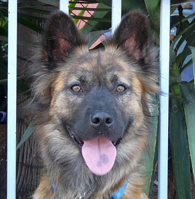 hyena german shepherd mix