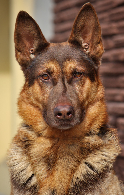 liver coloured german shepherd