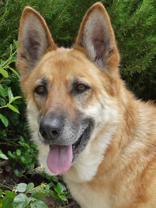 all blonde german shepherd