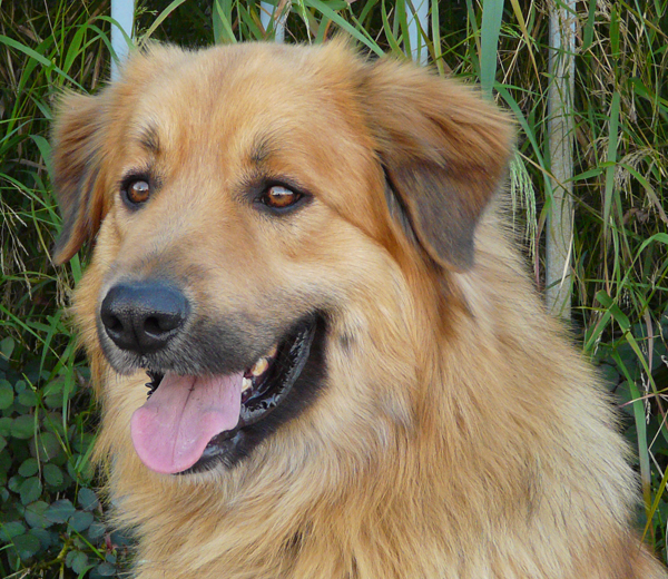 golden retriever bakersfield westside german shepherd rescue of los angeles golden retriever bakersfield westside german shepherd rescue of los angeles