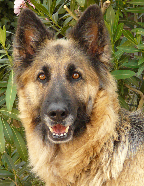 Westside German Shepherd Rescue Of Los Angeles