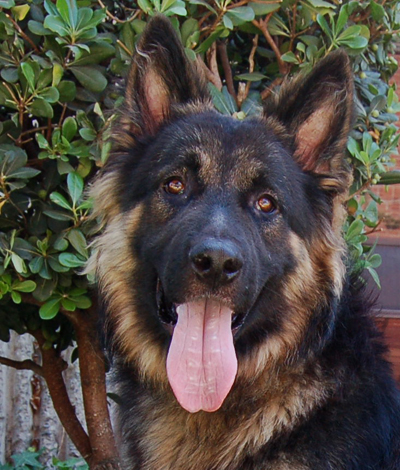 low energy german shepherd