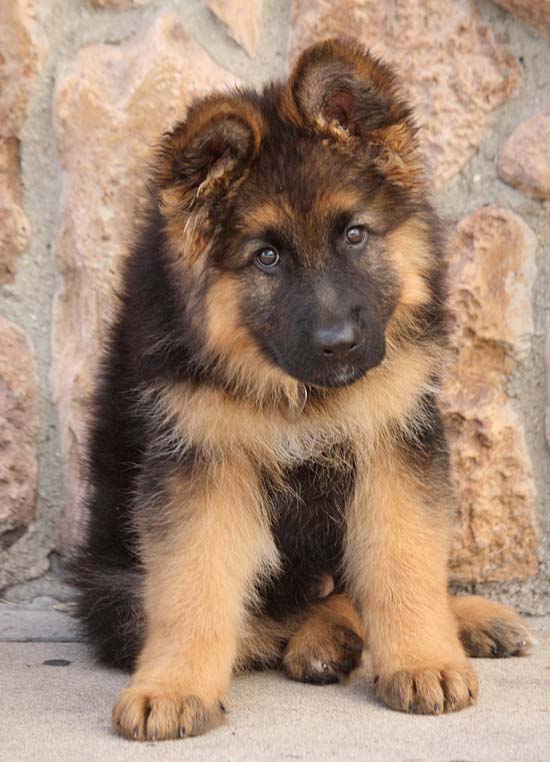 Westside German Shepherd Rescue Of Los Angeles