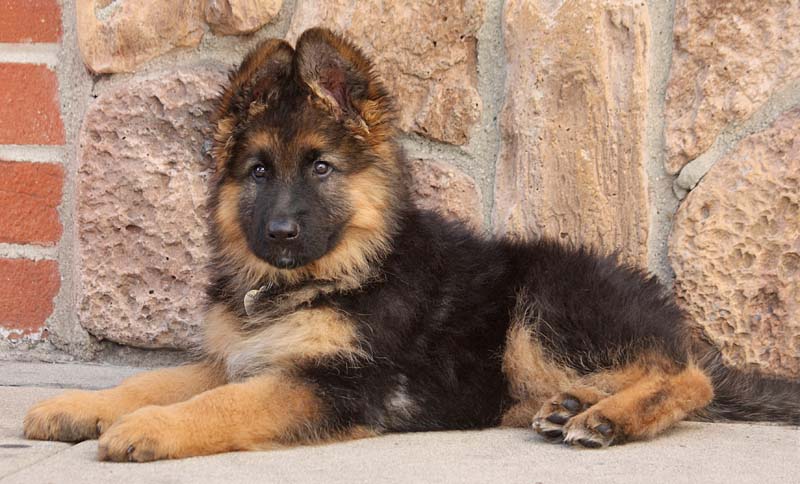 Westside German Shepherd Rescue Of Los Angeles