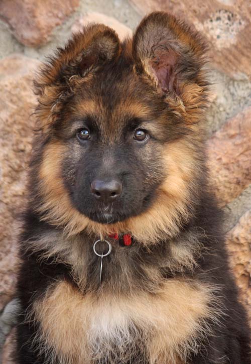 Westside German Shepherd Rescue Of Los Angeles