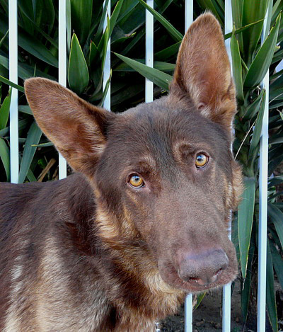 liver chocolate german shepherd