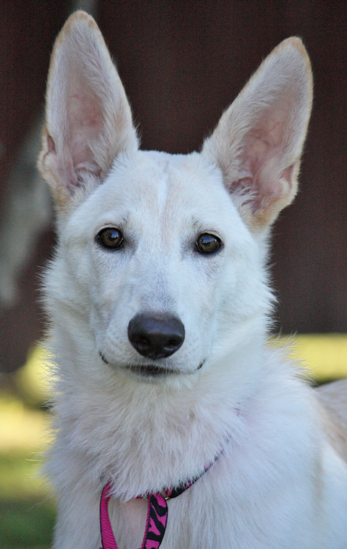 white german shepherd adoption