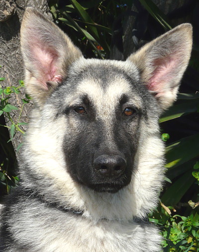 black silver german shepherd
