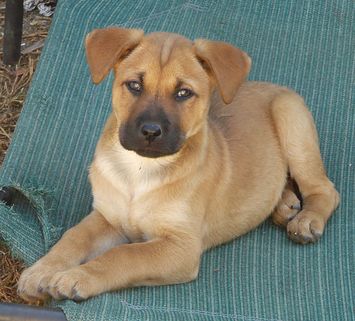 rhodesian labrador puppies for sale