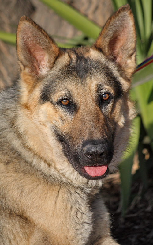 Credit One Application >> Westside German Shepherd Rescue of Los Angeles Credit One Application >> Westside German Shepherd Rescue of Los Angeles