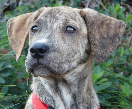 Hound Mix Plott Hound Hunting Female Plott Hound Plott Hound Mix