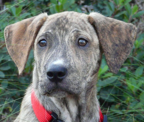 plott hound retriever mix
