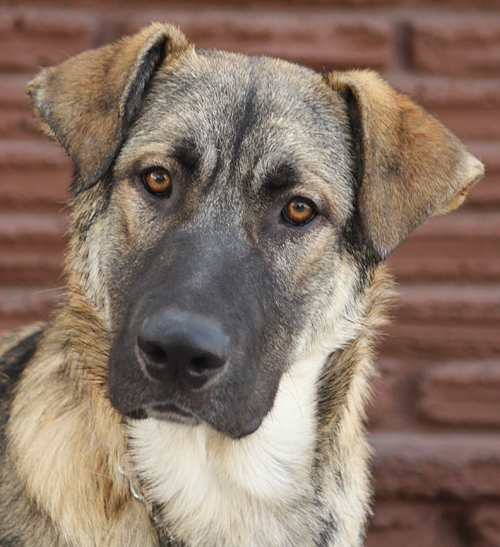 anatolian shepherd and german shepherd mix