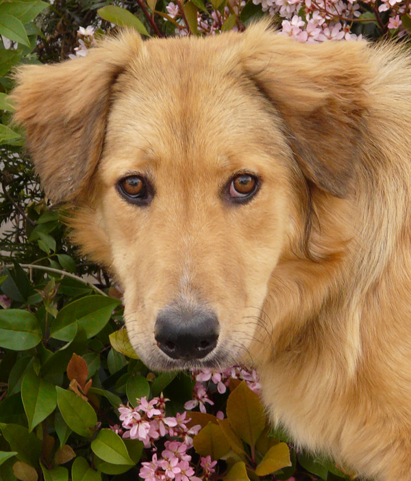 golden retriever and german shepherd pin golden retriever german shepherd mix pictures on golden retriever and german shepherd pin golden retriever german shepherd mix pictures on