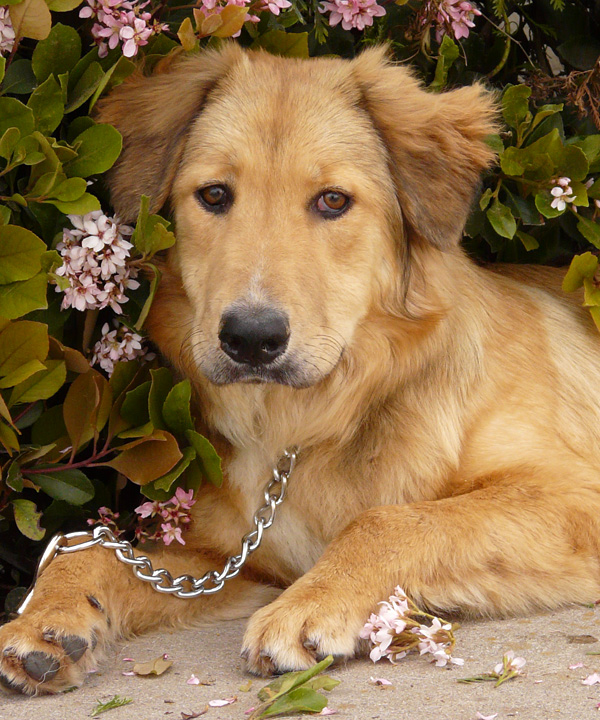 golden retriever collie mix german shepherd golden mix rescue breeds picture golden retriever collie mix german shepherd golden mix rescue breeds picture