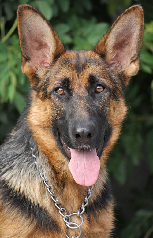 german shepherd with big ears