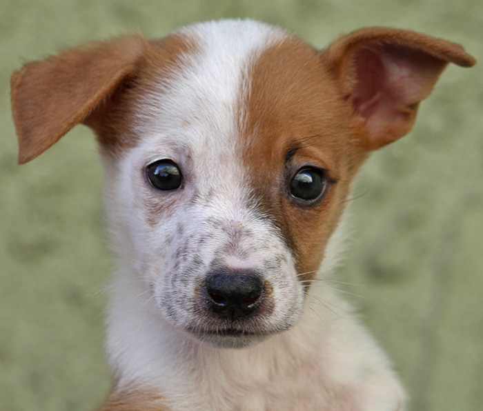 german shepherd and jack russell