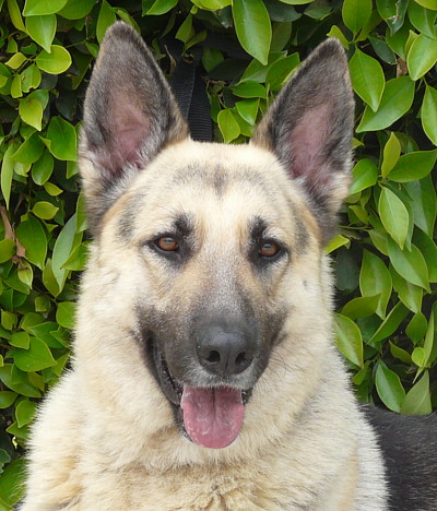 light haired german shepherd