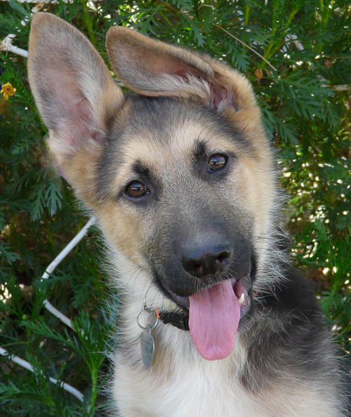 13 week german shepherd puppy