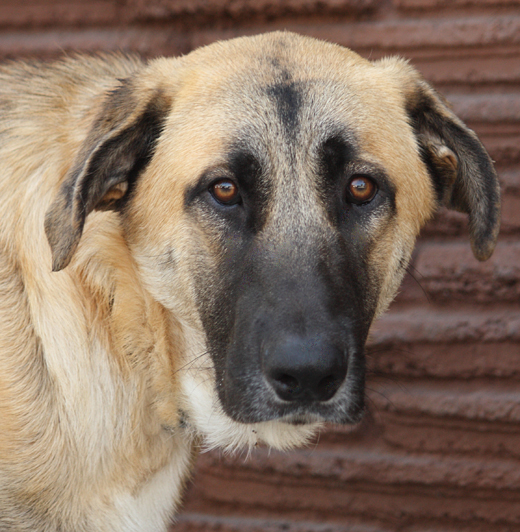 anatolian shepherd and german shepherd mix