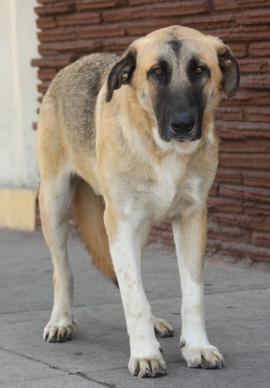 german shepherd anatolian