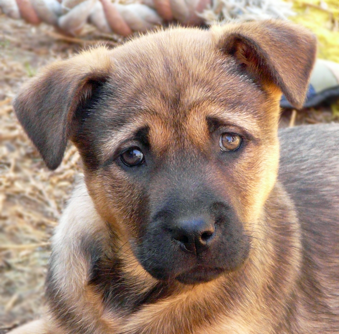 Westside German Shepherd Rescue Of Los Angeles Westside German Shepherd Rescue Of Los