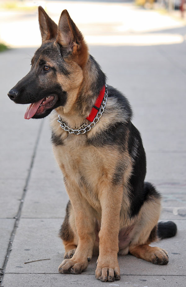 5 month german shepherd