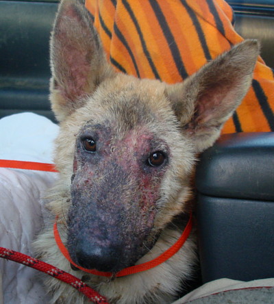 german shepherd mange