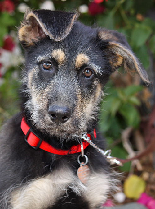 dog throwing up treatment