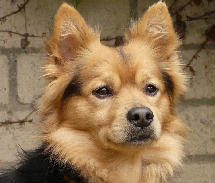 Westside German Shepherd Rescue Of Los Angeles Niko Von Nussbaum Is The Most Wonderful 12 Month Old Corgi Pomeranian Mix This Our Best Guess Shelter Had Him As A