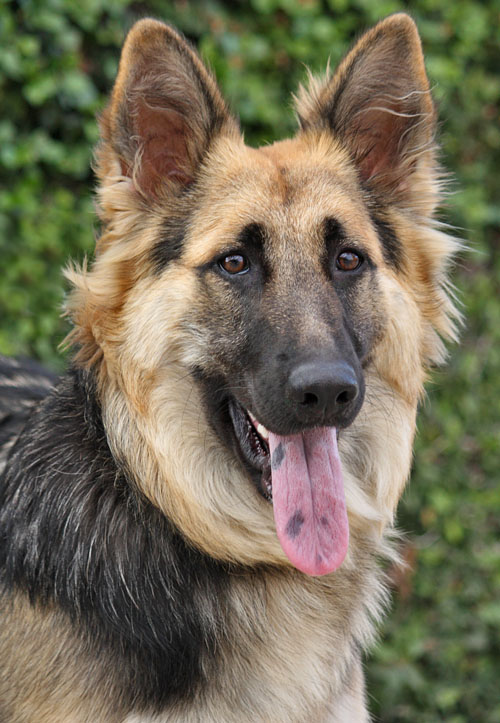 spanish german shepherd