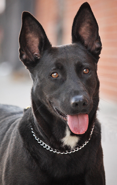 german shepherd with white chest