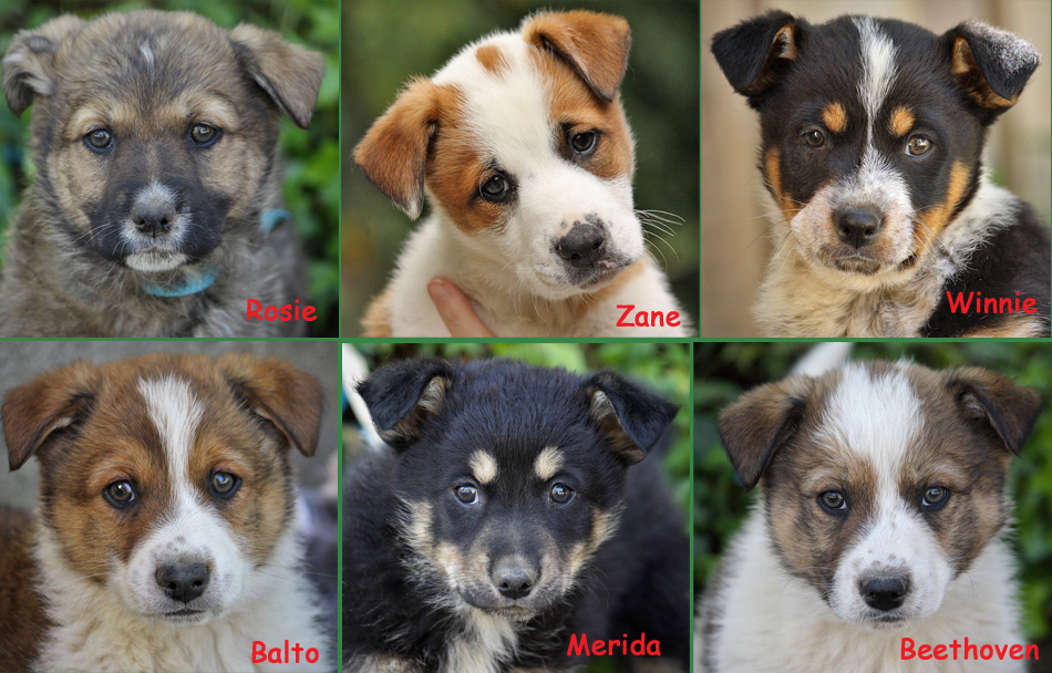all types of German Shepherd Dogs from high kill shelters and adopting ... all types of German Shepherd Dogs from high kill shelters and adopting ...