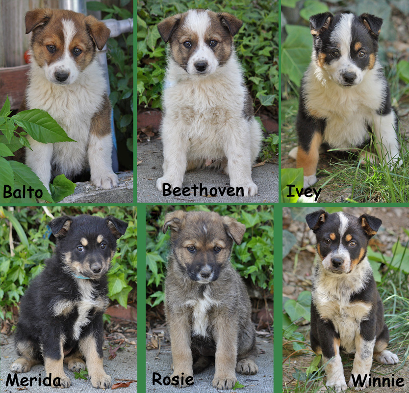 8 week old german shepherd lab mix