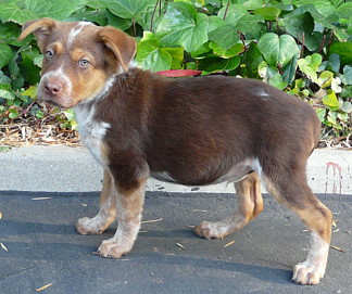chocolate lab and blue heeler mix
