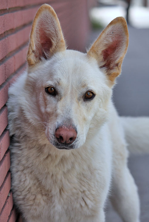 white german shepherd rescue