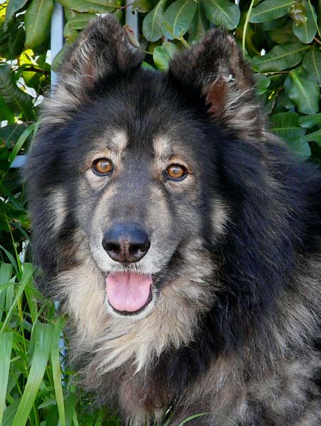 lion german shepherd