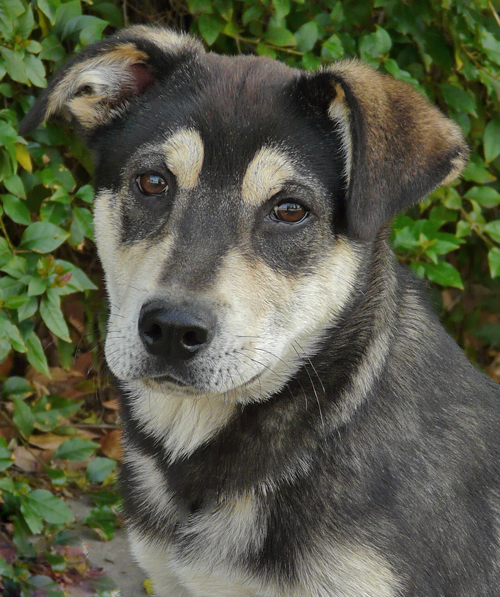 Malamute Lab Mix Puppy 2025
