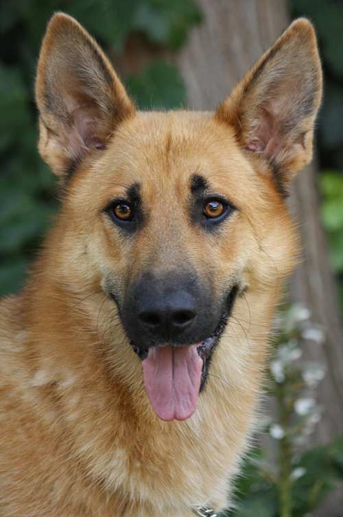 blond german shepherd