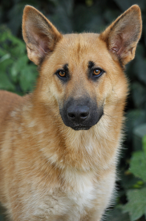 blond german shepherd