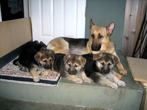german shepherd puppy 7 weeks