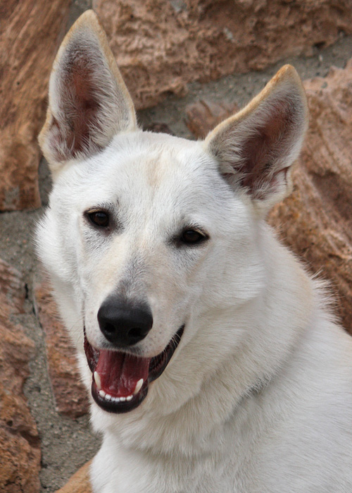 Westside German Shepherd Rescue Of Los Angeles