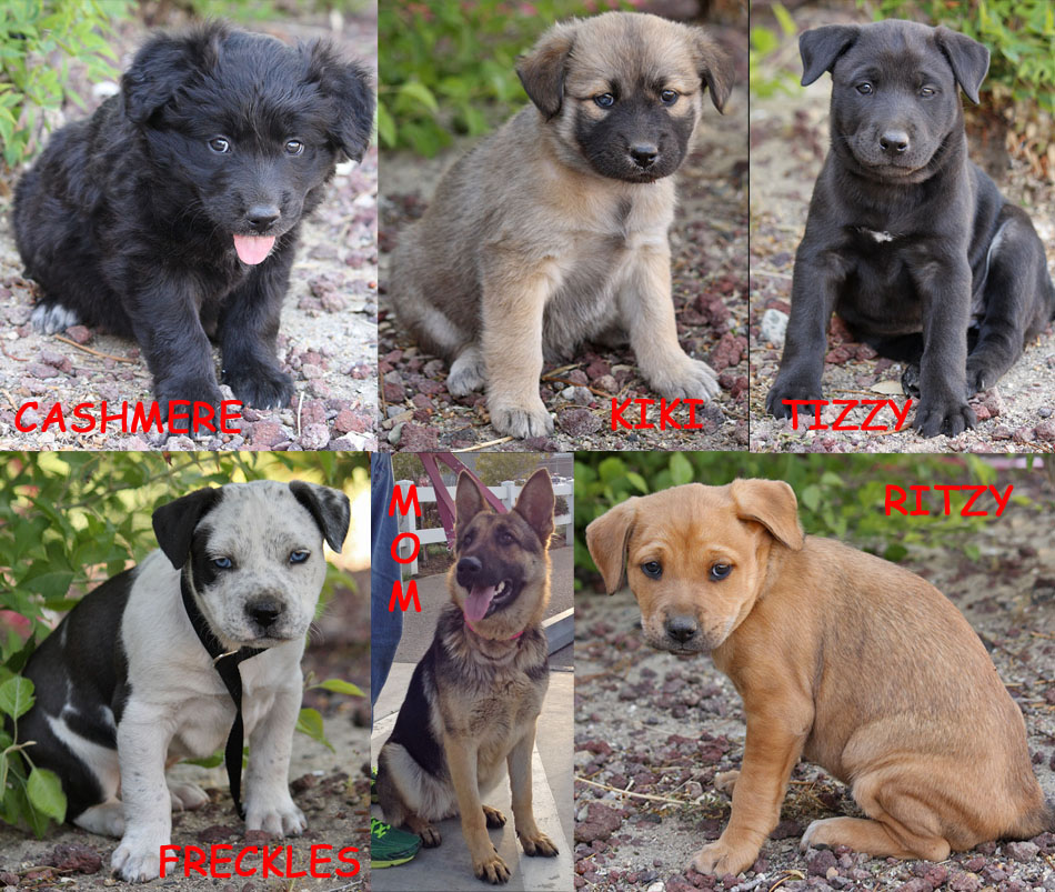 8 week old german shepherd lab mix