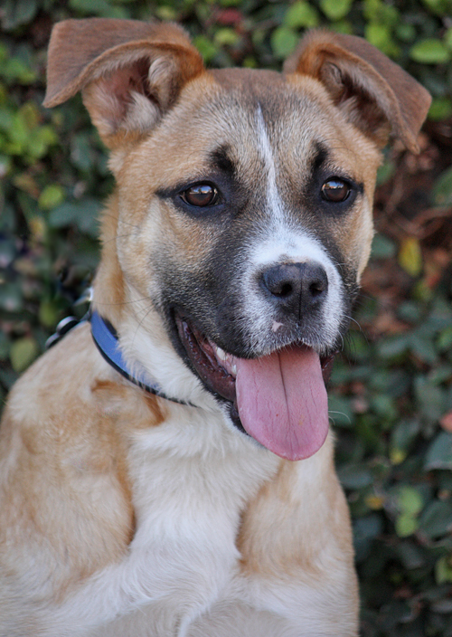 boxer shepherd mix puppy