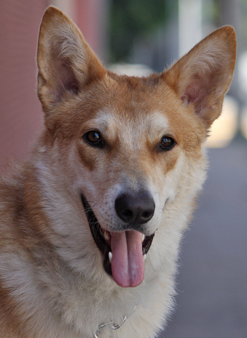 german shepherd husky coyote mix