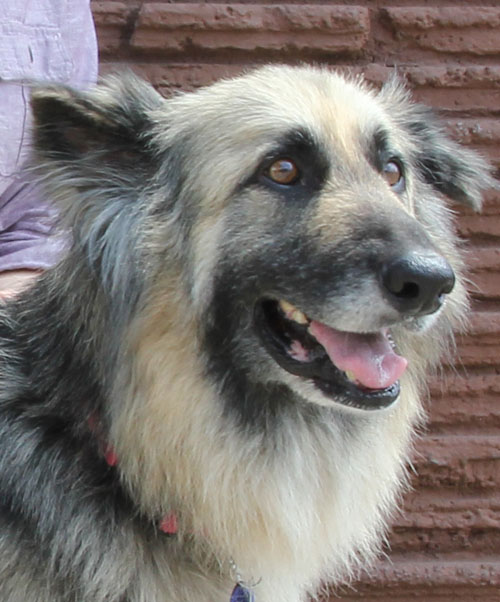 Westside German Shepherd Rescue of Los Angeles