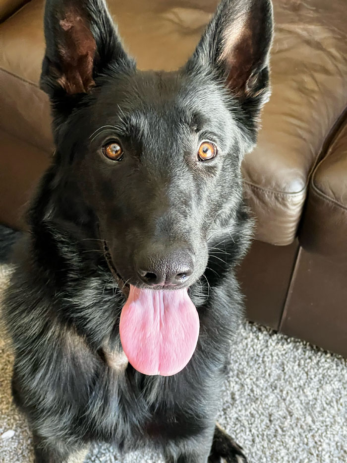 Westside German Shepherd Rescue of Los Angeles