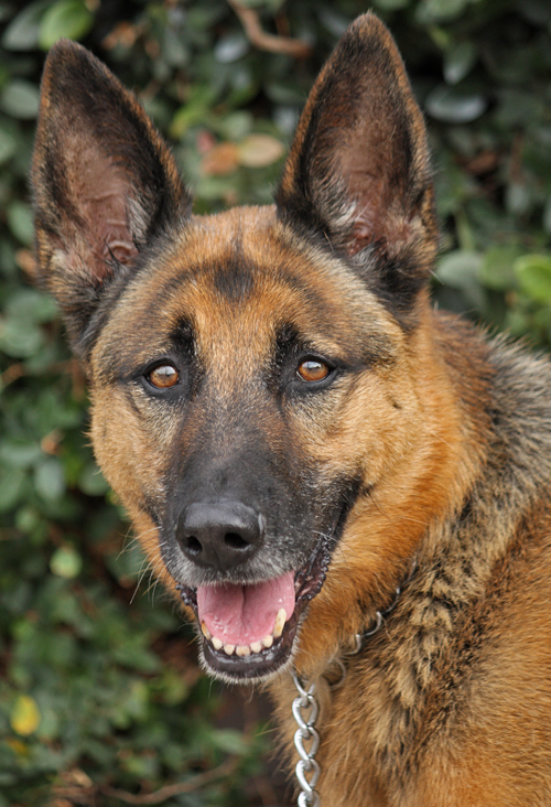 Westside German Shepherd Rescue of Los Angeles